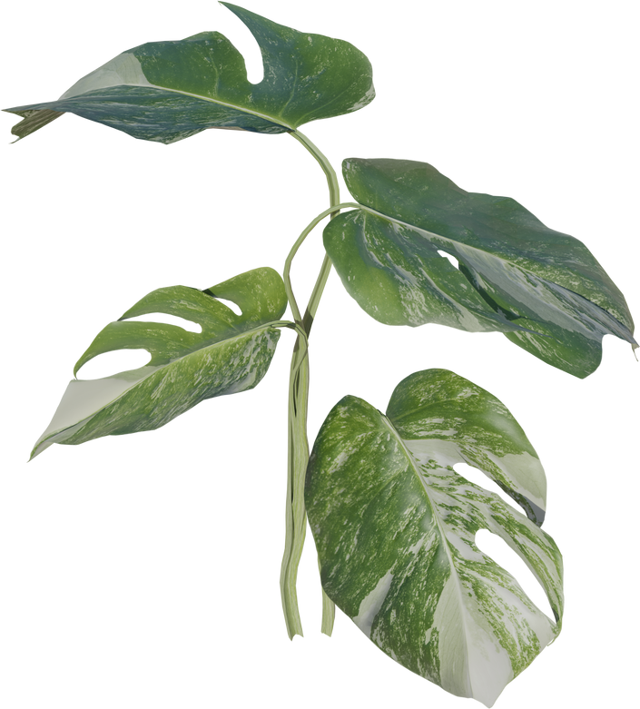 Tropical Monstera Variegated Plant Leaves