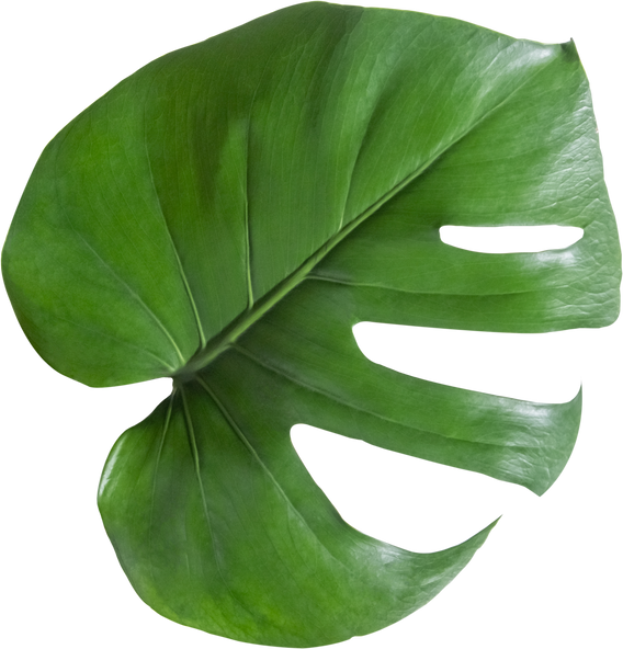 monstera leaf cut out on transparent background.