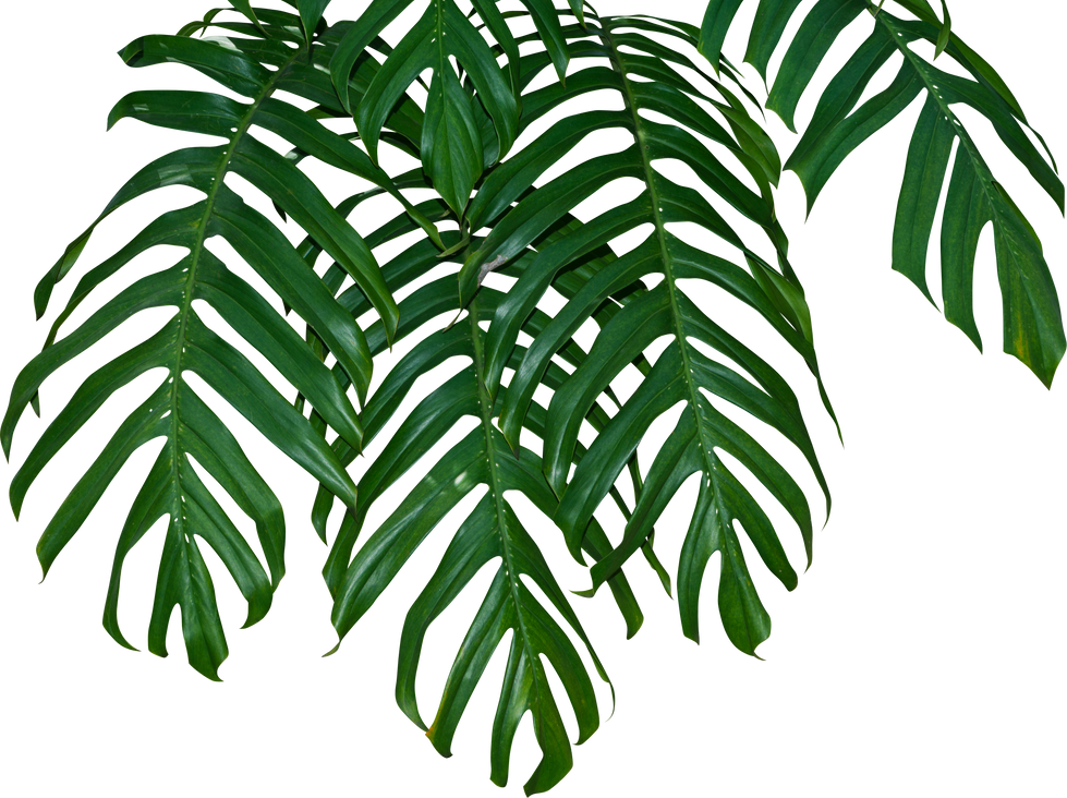 Monstera Deliciosa Plant