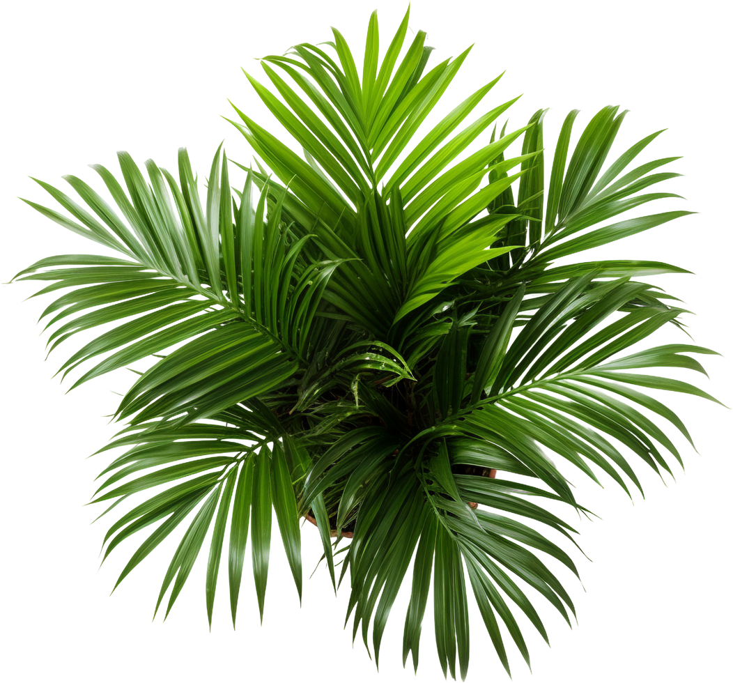 Green Areca House Plant